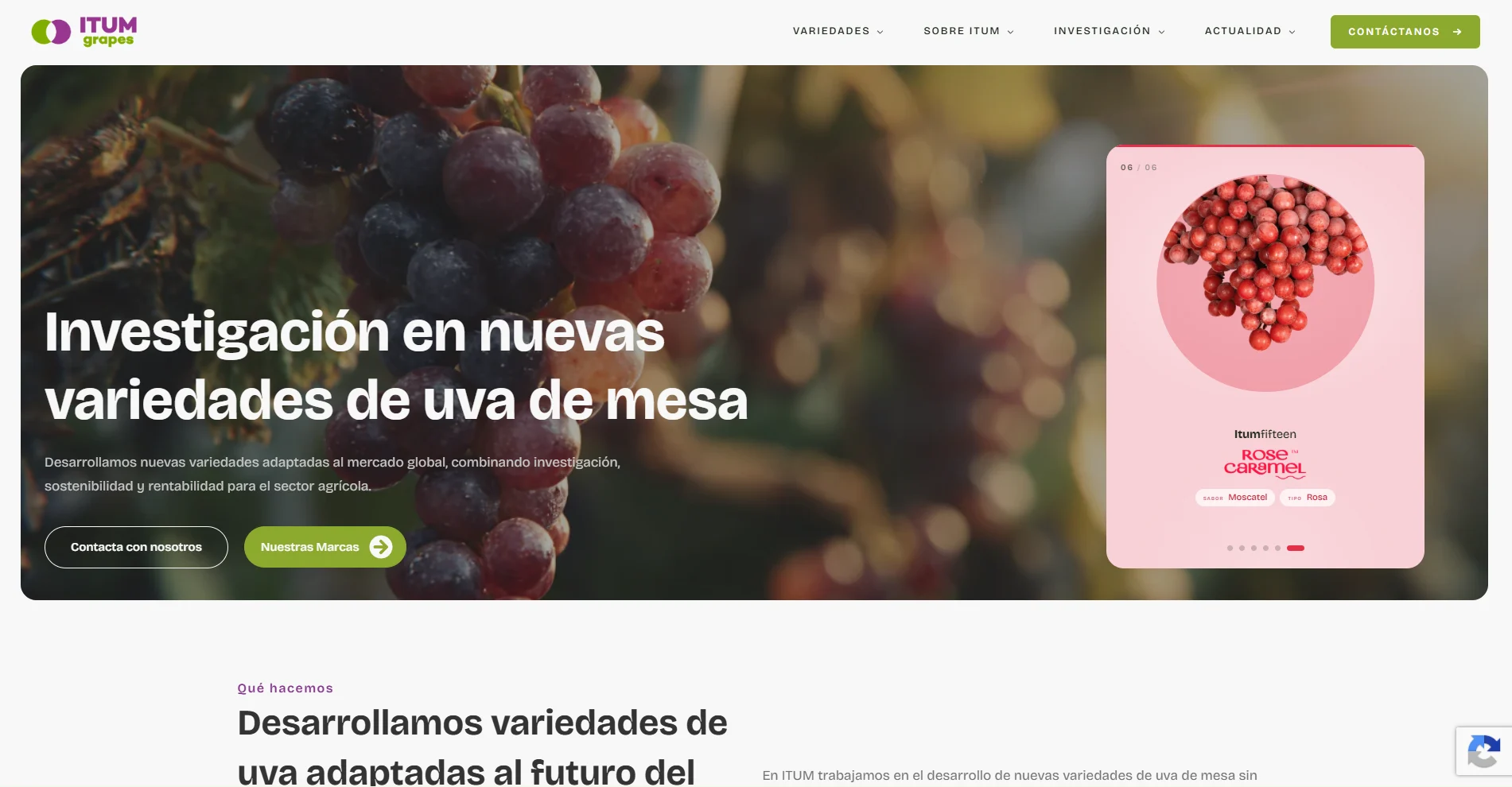 Portada de itumgrapes.com, la web que diseñamos para ITUM: investigación en nuevas variedades de uva de mesa